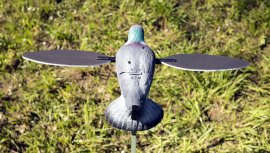 Balabán MOJO Pigeon - Pigeon
