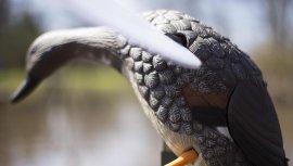 Balabán MOJO Gadwall - Canard Kopřivka