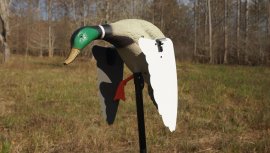 Balabán MOJO Super Mallard – Canard colvert sauvage