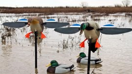 Balabán MOJO Mallard Drake - Canard colvert mâle sauvage