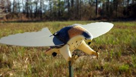 Balabán MOJO Hawk - faucon