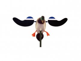 Balabán MOJO Baby Drake - Baby canard mâle