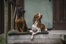Couverture pour chien Deerhunter 50x70cm