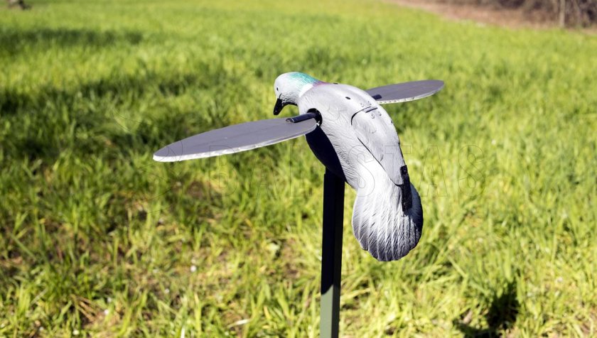 Balabán MOJO Pigeon - Pigeon