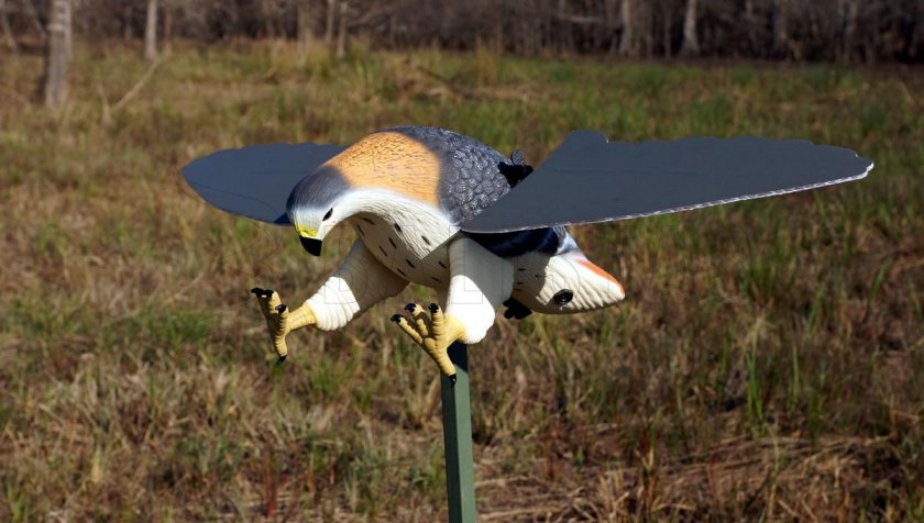 Balabán MOJO Hawk - faucon
