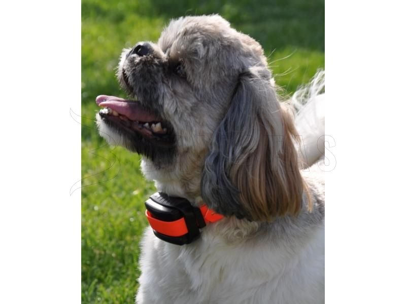 Collier Dogtrace d-control professional 2000 mini orange