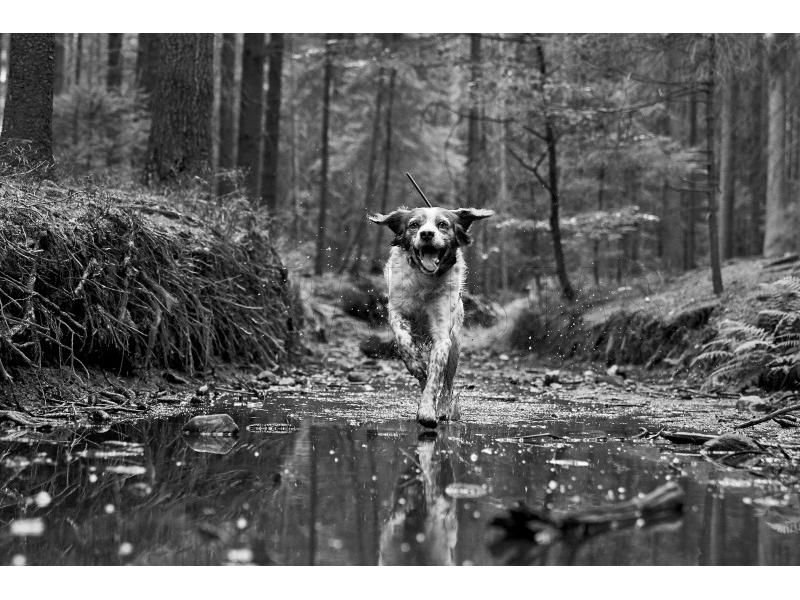 Traceur GPS Dogtrace DOG GPS X30