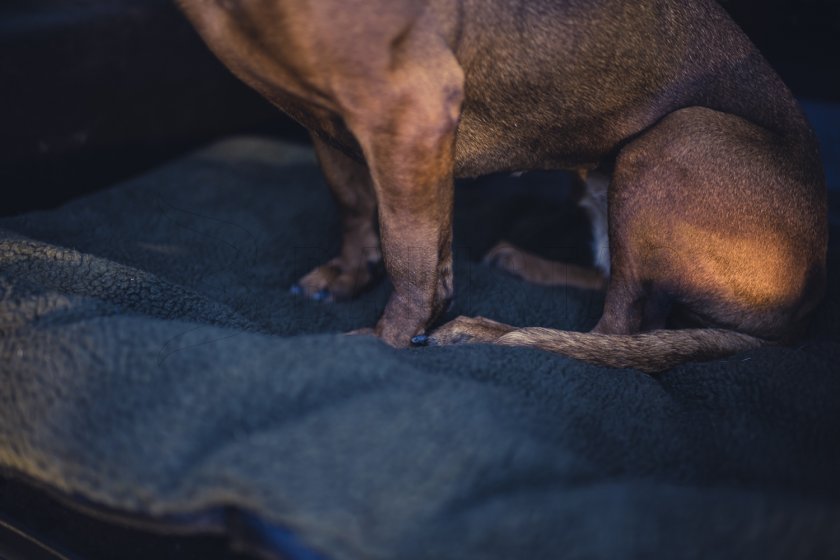 Couverture pour chien Deerhunter 50x70cm