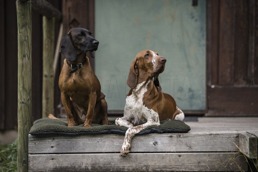 Couverture pour chien Deerhunter 50x70cm