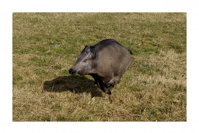 3D Terčovnice Natur' Foam Sanglier courant